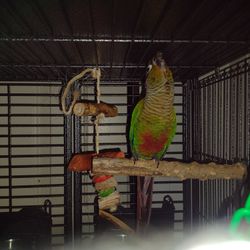 Green Cheek Conure Bird Purebred 