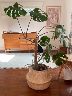 Large monstera plant and self-feeding pot