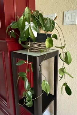 Tall Wood Plant Stand with Hoya carnosa & bucket