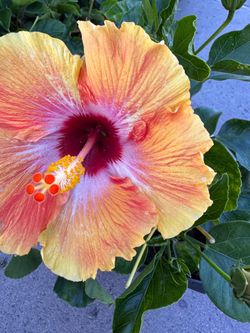 Hibiscus “Spin the Bottle”