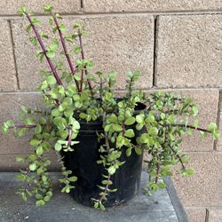 Elephant Bush Suculent 