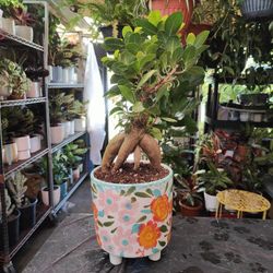 Ginseng Ficus Bonsai Tree 