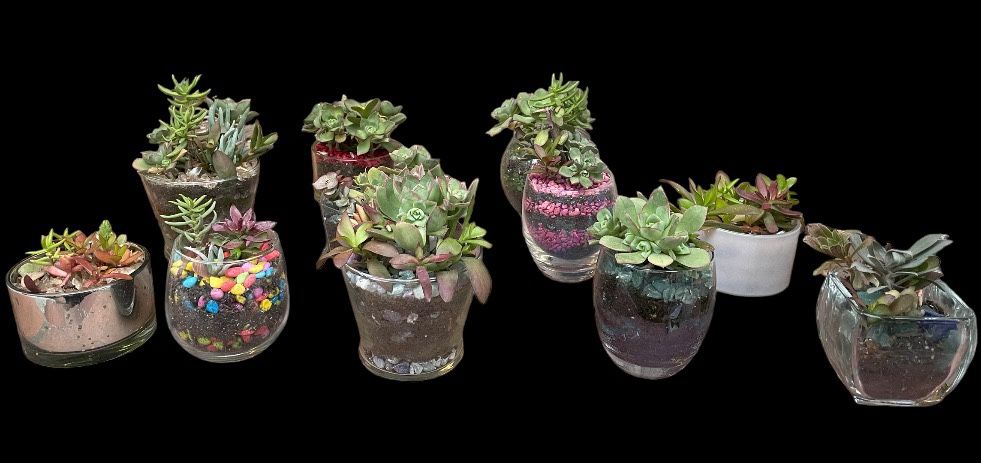 MANY Succulent Decorations in glass or ceramic