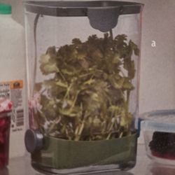 need or Para Cilantro
