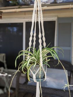Macrame plant holder PLUS plant of your choice