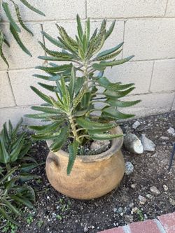 Free Mother Of Thousands Cuttings