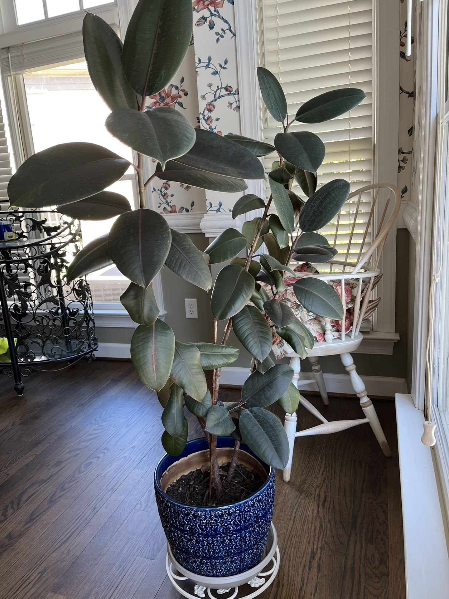 Ficus rubber tree plant