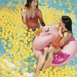 Plastic Duckies 