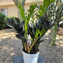 ZZ Black Raven Plant