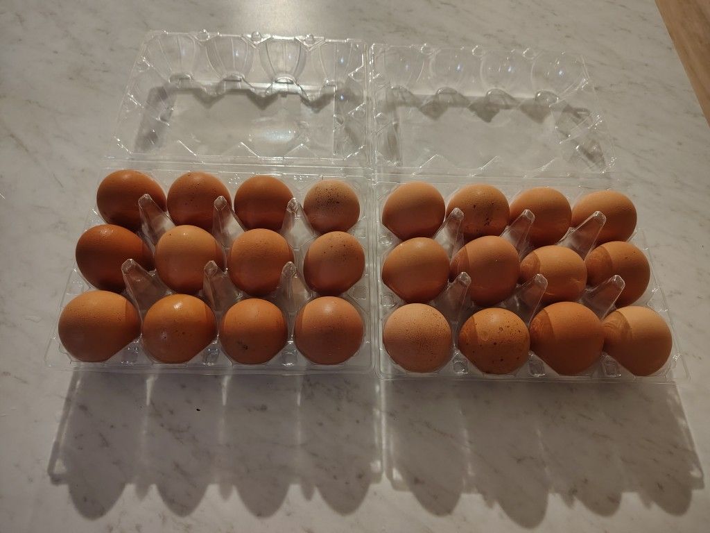 Eggs Cage Free