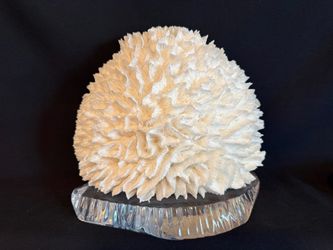 Natural White Coral Specimen on Acrylic Base
