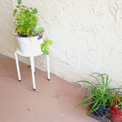 Plants + Plant Stand 