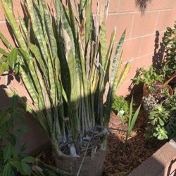 Big Clump Of Snake Plant