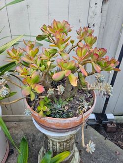 Mature Golden Jade Tree in 14" Vintage Italian Terracotta Pot