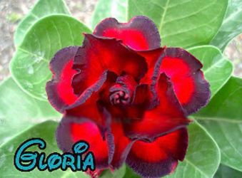 8” desert rose first picture for reference