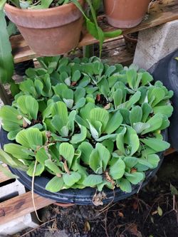 Water Lettuce Floating Pond Plants