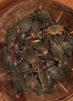 Live or steamed bushel: large males $300