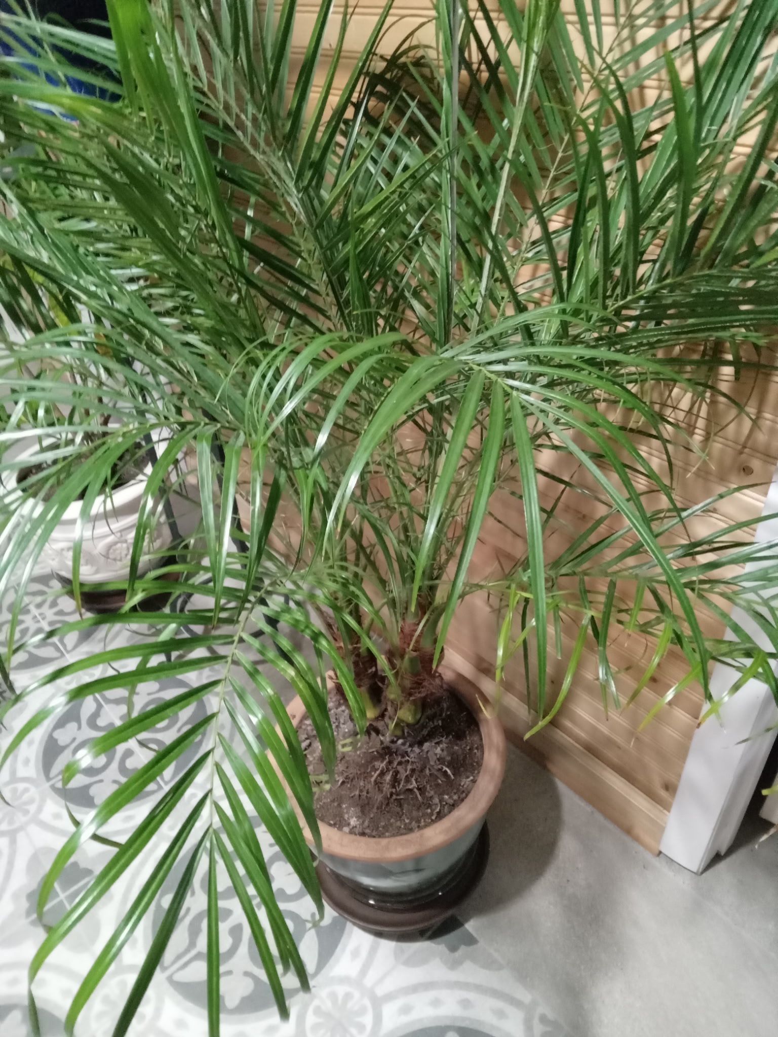 Beautiful House Plants (7 plants for $100 OBO).