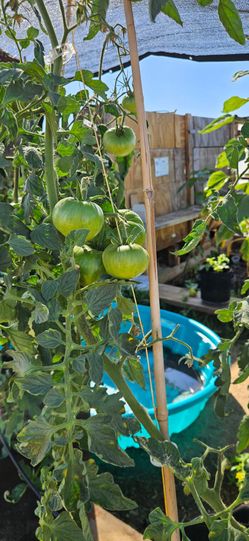 Tomato plant for sale