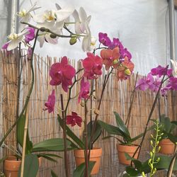 Orchid Sale