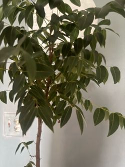 Mahogany tree and stand