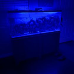 125 Gallon Salt Water Fish Tank 