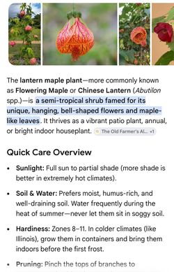 Flowering Maple
