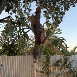 Massive Hanging Staghorn  Plant 