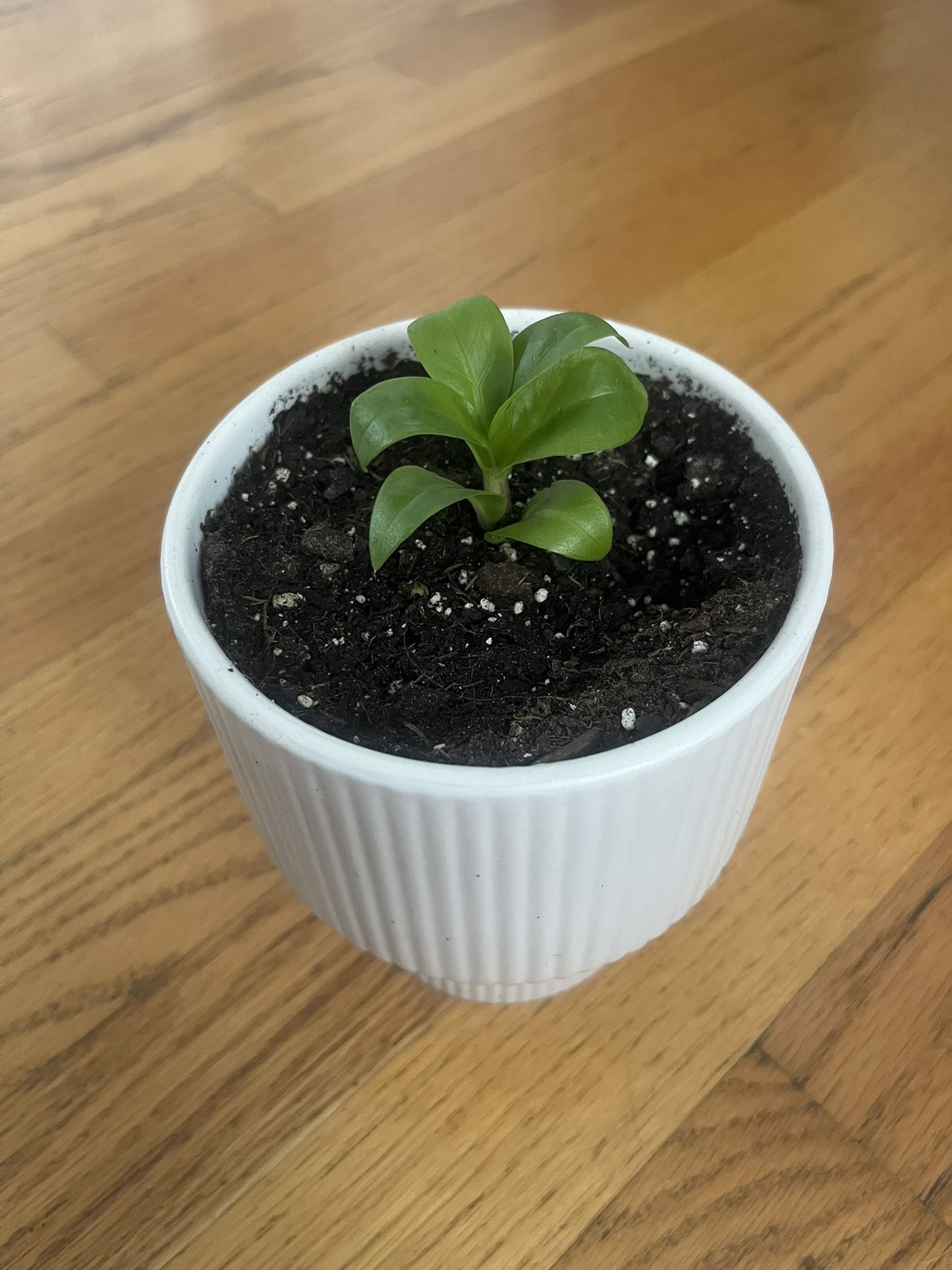 Peperomia obtusifolia plant, also known as the baby rubber plant.