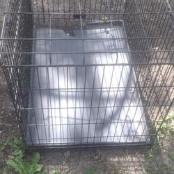 Dog Case 