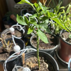 Thai Chilli Plant 