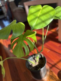 Monstera Deliciosa 🌿