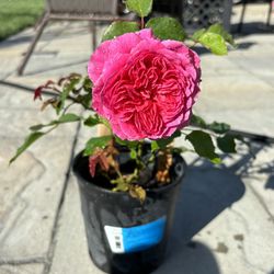 Pink English Rose