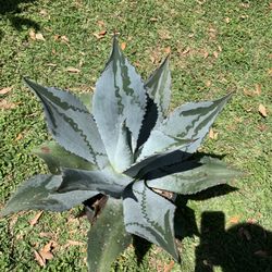 Agave Plant