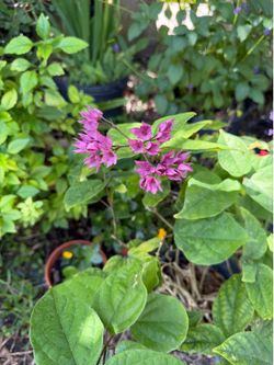 Flower Plant (Coral Vine)