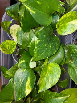 Golden Pothos Plants