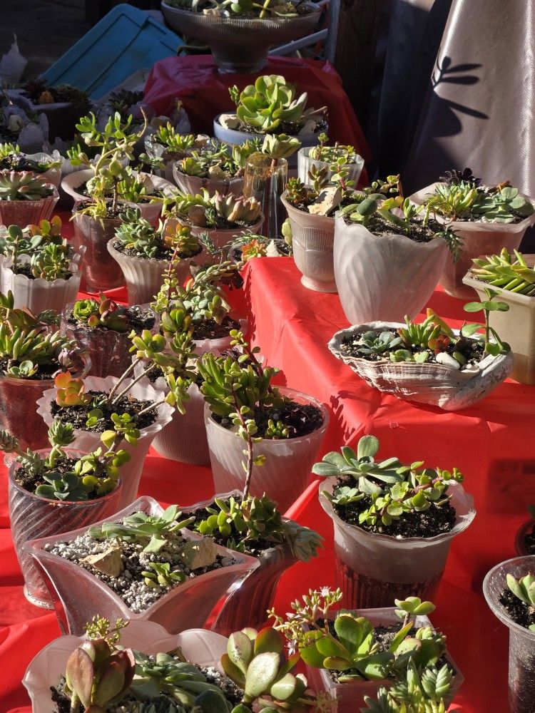 Plants In Glass Globes - Nice Succulents