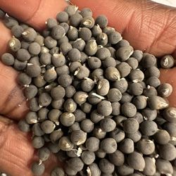 Okra Seed