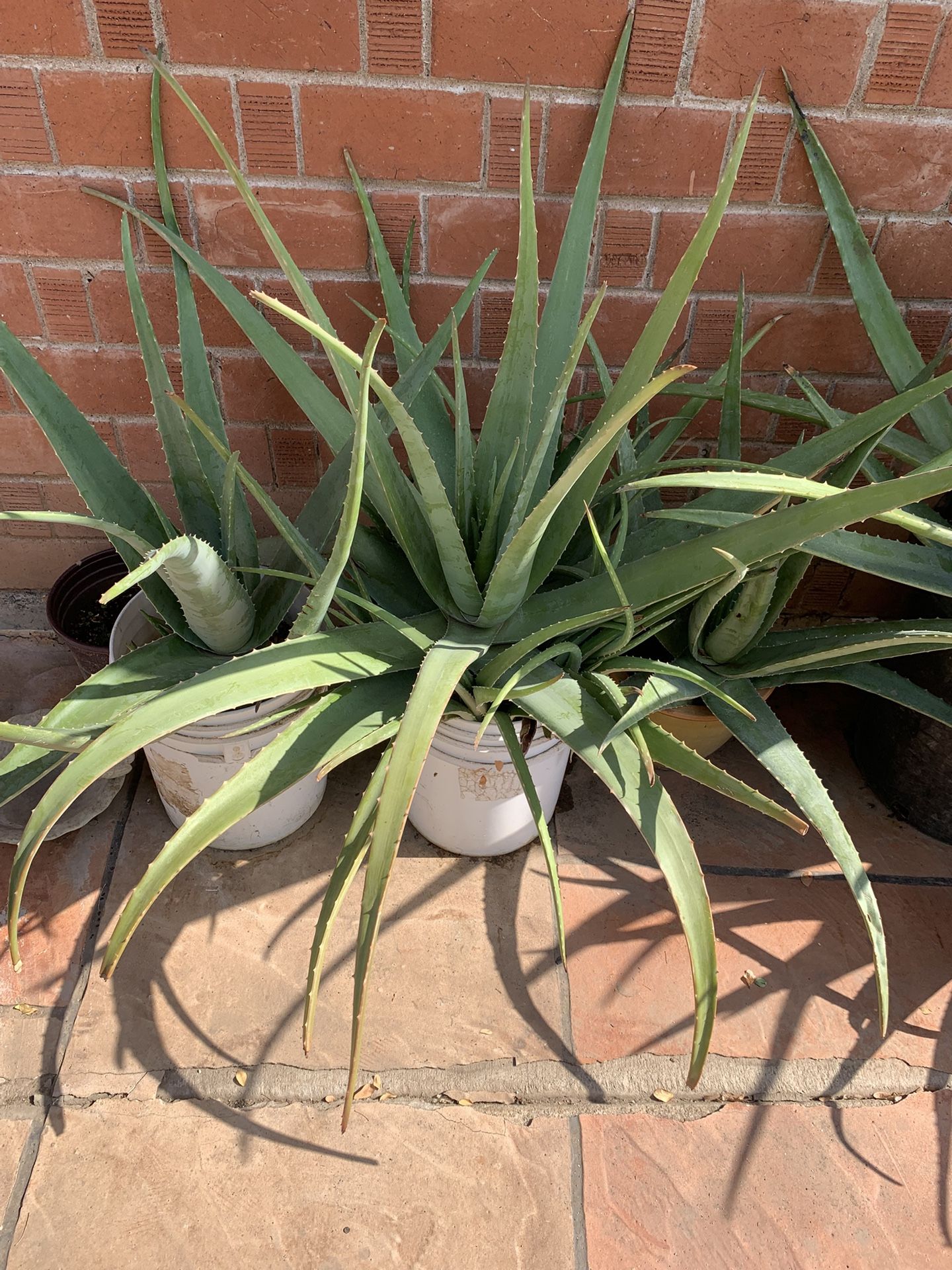 Beautiful Nice Plants Available At A Discounted Price