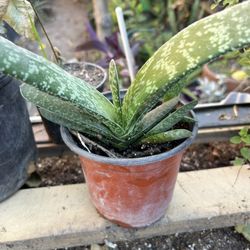 Planta