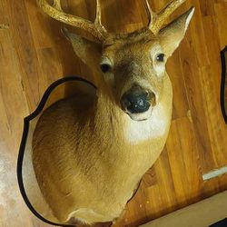 Deer Head Taxidermy 