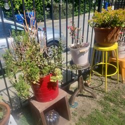 Plant yard sale! Everything is for sale!