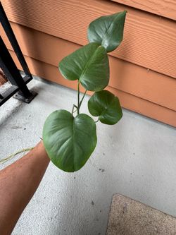 Monstera Plant