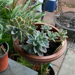 Hanging Succulent