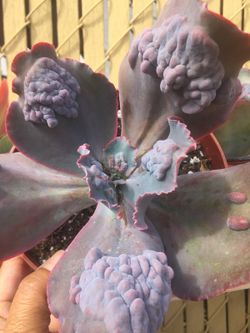 Succulents 6”
