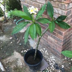 Plumeria Plant 4 Ft.