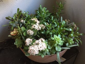 Succulent garden assorted
