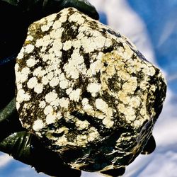 13 Oz. Snowflake Obsidian Oregon Rough Specimen Display Collect Cab Lapidary Raw