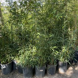 5 Gallon Size Bamboo- Approximately 4-6 Feet Tall - Both Running And Clumping Varieties Available 