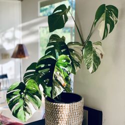 ALBO CHINO (Mobstera Godfath-ah)